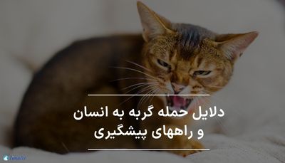 دلایل حمله گربه به انسان و راههای پیشگیری